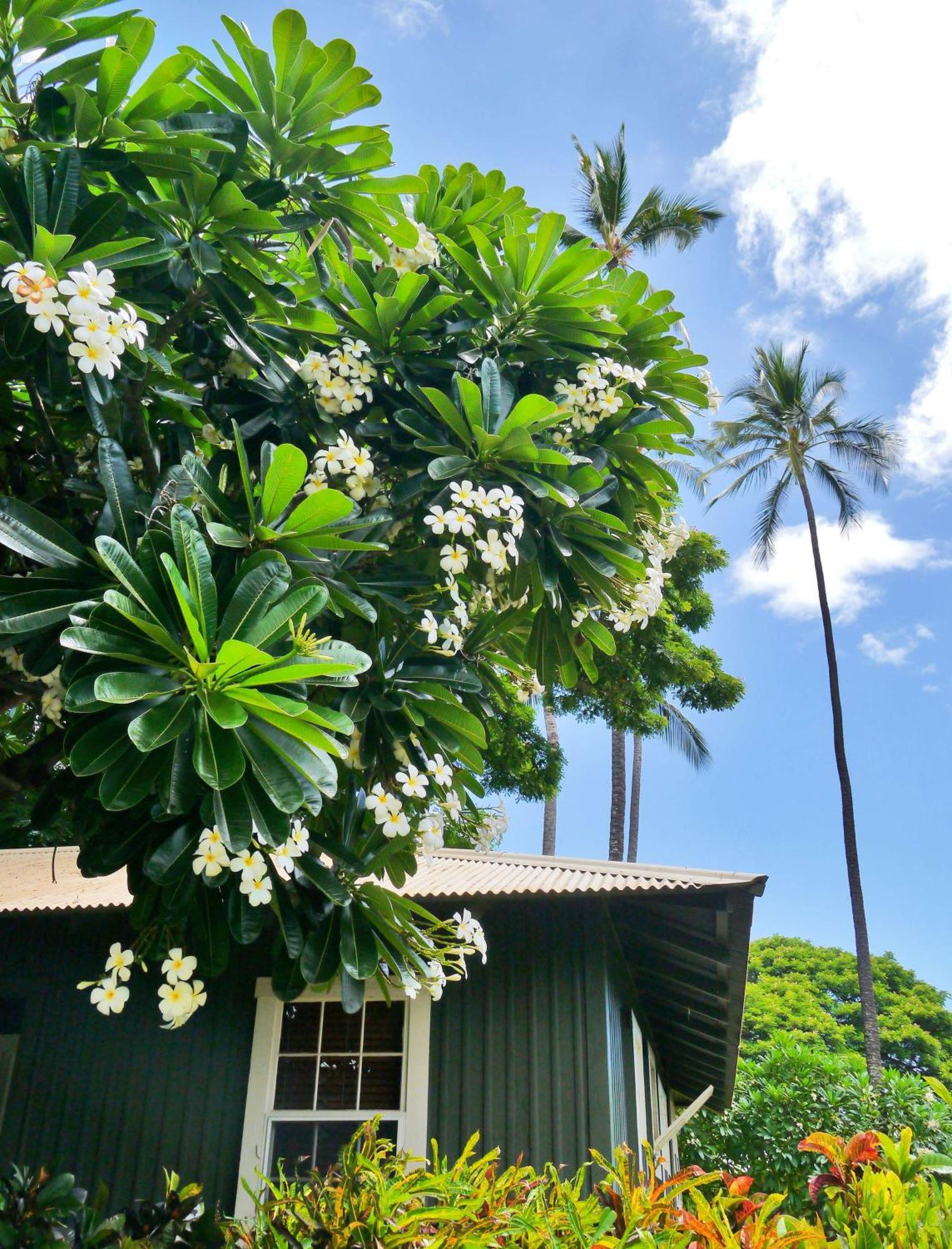 Waimea Plantation Cottages, A Coast Resort Exteriér fotografie